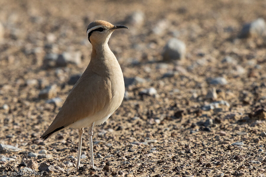 Cream-colored Courser