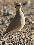 Cream-colored Courser