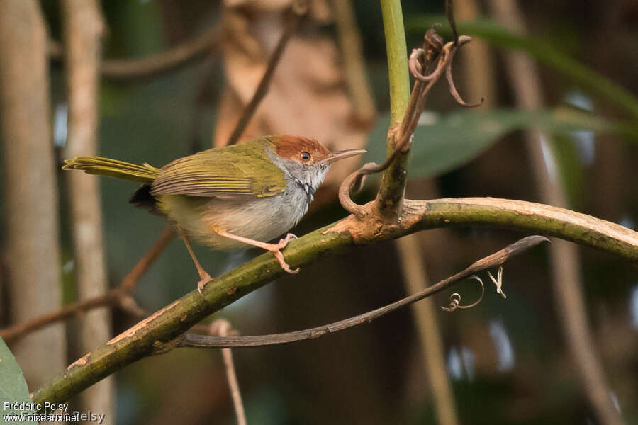 Dark-necked Tailorbird male adult post breeding, identification