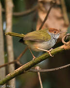 Dark-necked Tailorbird