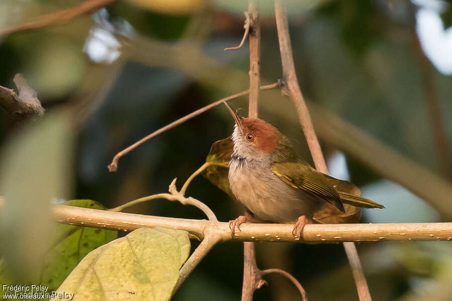 Dark-necked Tailorbirdadult, pigmentation