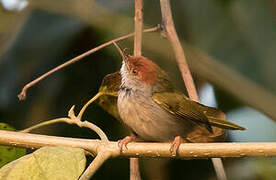 Dark-necked Tailorbird