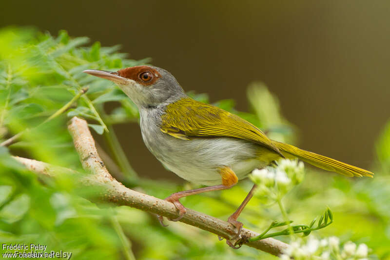 Rufous-fronted Tailorbirdadult