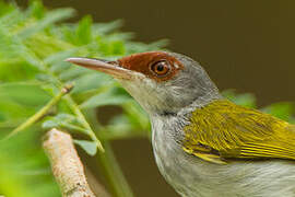 Rufous-fronted Tailorbird