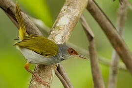 Rufous-fronted Tailorbird