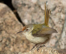 Common Tailorbird