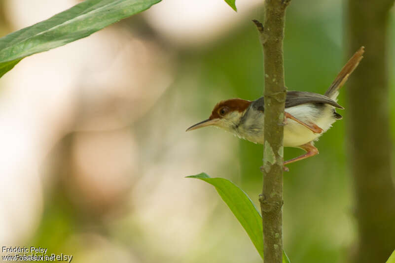 Rufous-tailed Tailorbirdadult