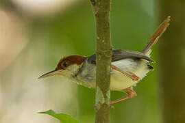 Rufous-tailed Tailorbird