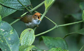 Mountain Tailorbird