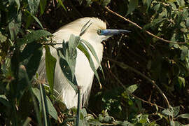 Malagasy Pond Heron