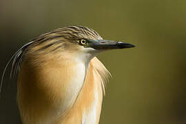 Squacco Heron