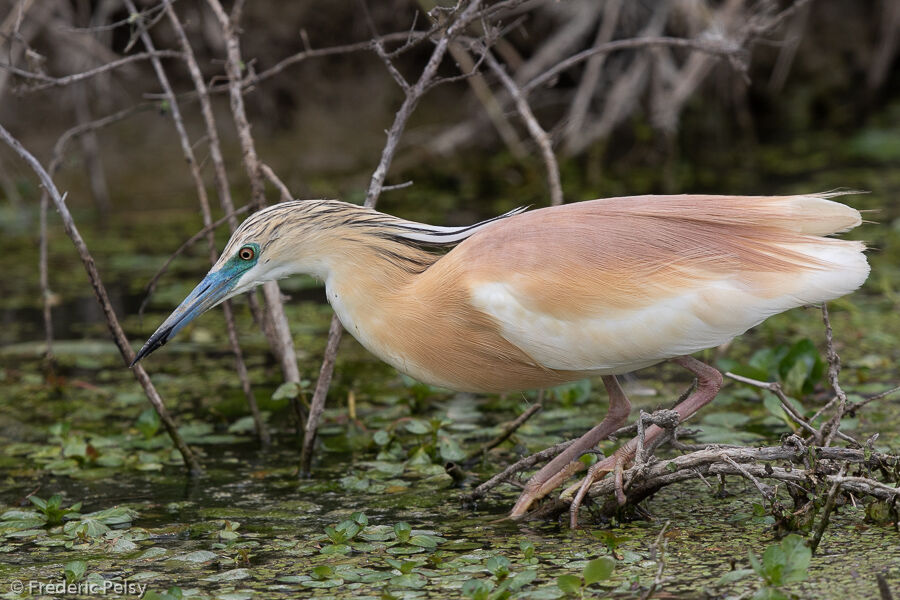 Squacco Heron