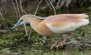 Squacco Heron