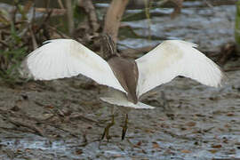 Chinese Pond Heron