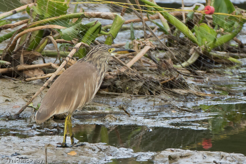 Chinese Pond Heron, identification