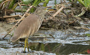 Chinese Pond Heron