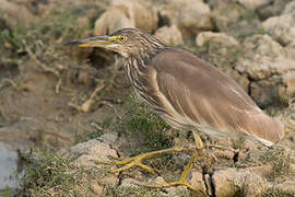 Indian Pond Heron