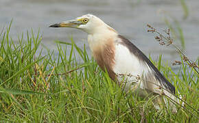 Javan Pond Heron