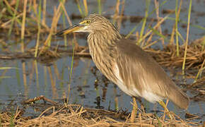 Javan Pond Heron