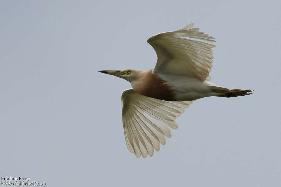 Javan Pond Heronadult breeding, Flight