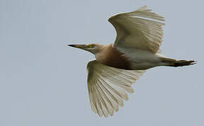 Javan Pond Heron