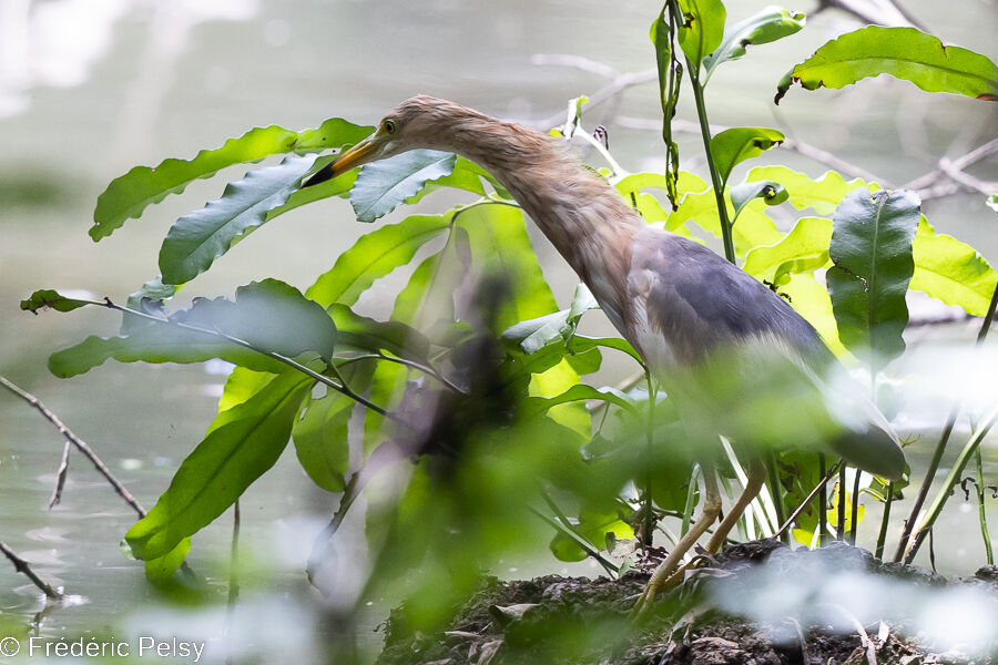 Javan Pond Heron