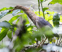 Javan Pond Heron