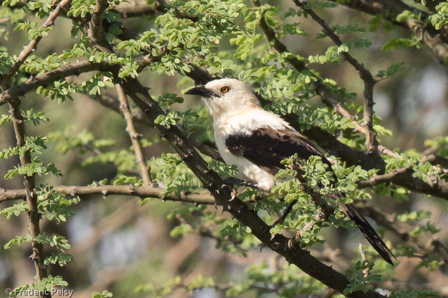 Southern Pied Babbleradult