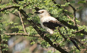 Southern Pied Babbler