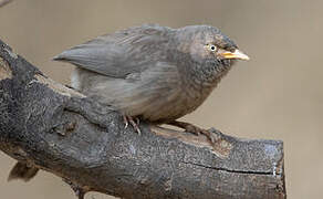 Jungle Babbler