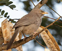 Jungle Babbler