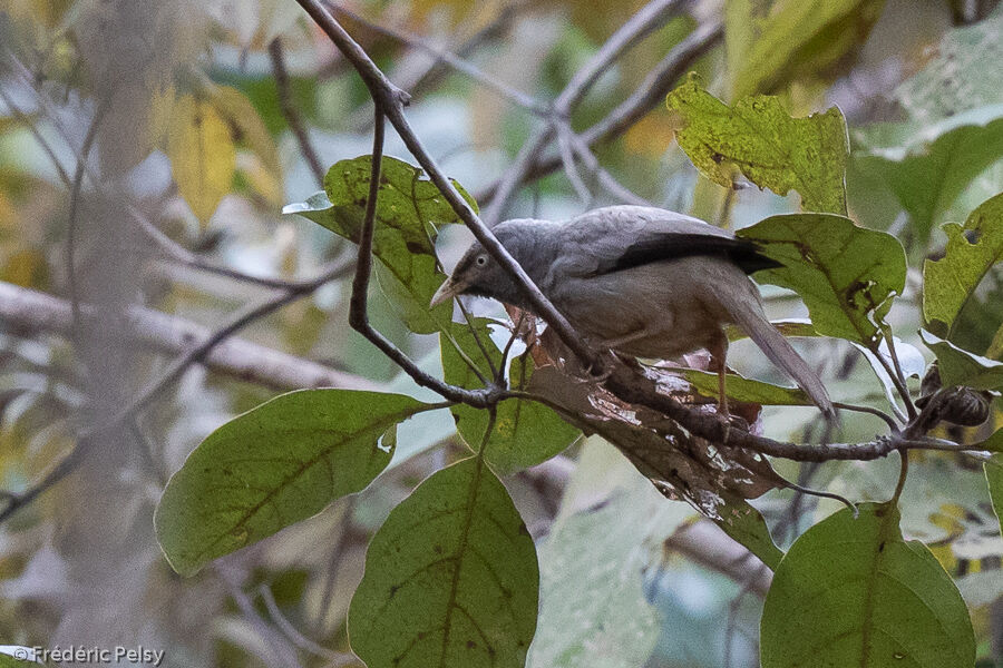 Jungle Babbler