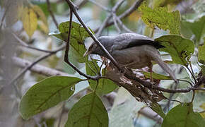 Jungle Babbler