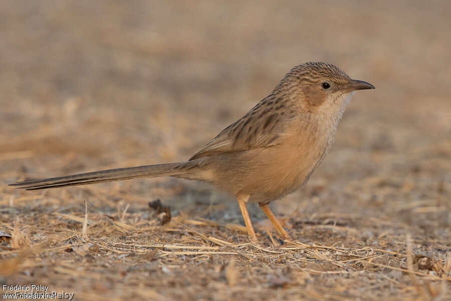 Common Babbleradult, identification