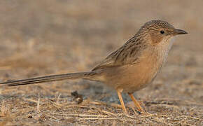 Common Babbler