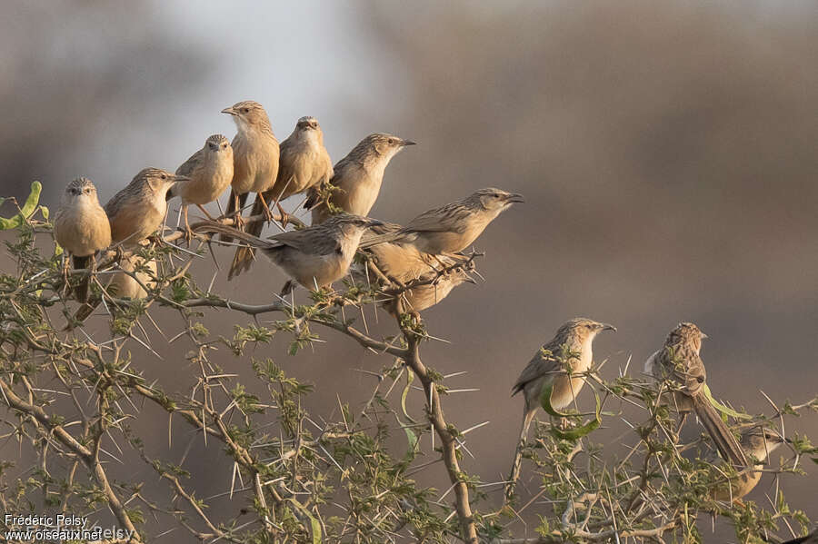 Common Babbleradult, Behaviour