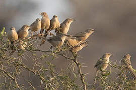 Common Babbler