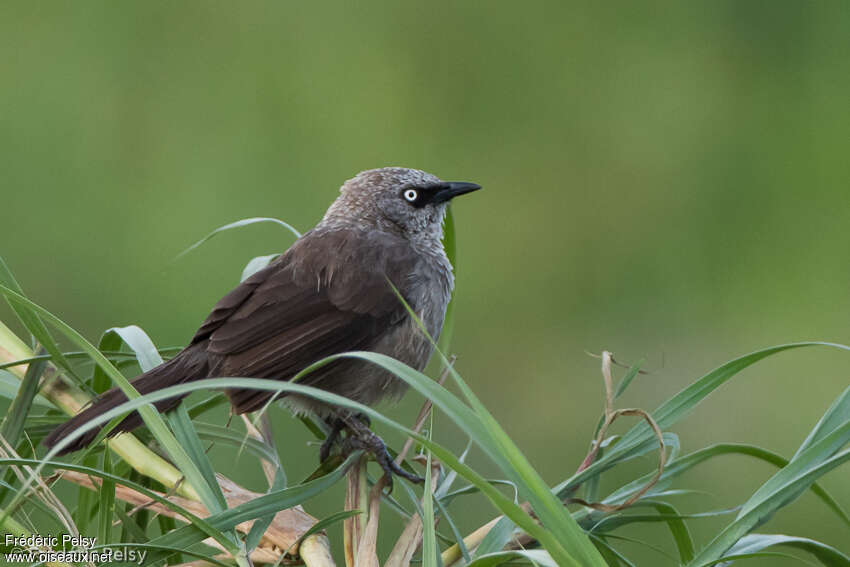 Black-lored Babbleradult, identification