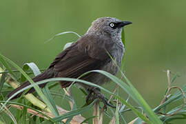 Black-lored Babbler