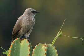 Black-lored Babbler