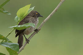 Arrow-marked Babbler