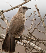 Arrow-marked Babbler