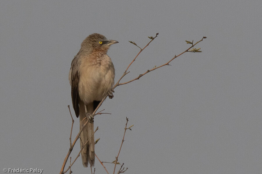 Large Grey Babbler