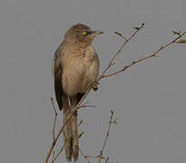 Large Grey Babbler