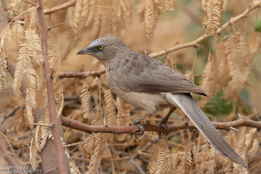 Cratérope grisadulte, identification