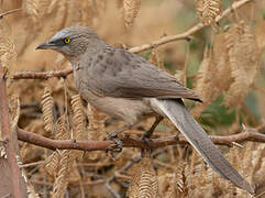 Large Grey Babbler