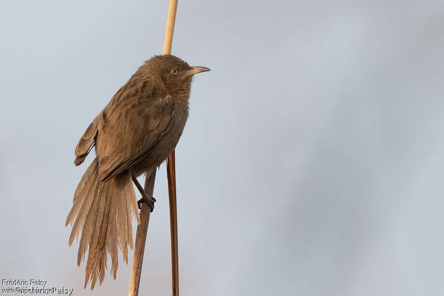 Striated Babbleradult, identification