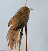 Striated Babbler