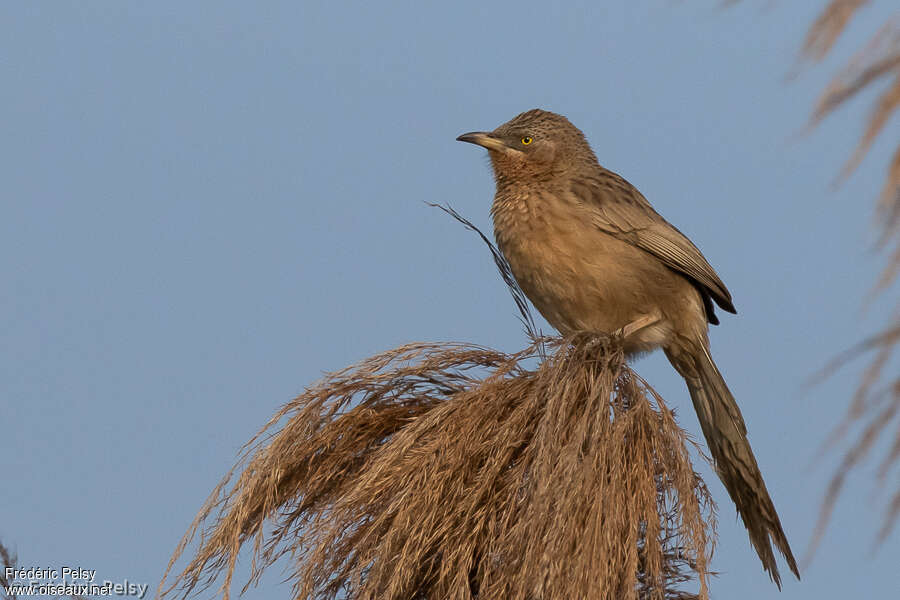 Striated Babbleradult