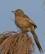 Striated Babbler